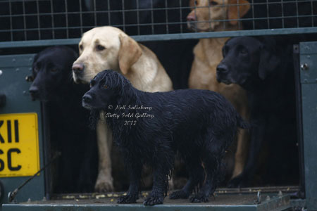 Gundog photography by Betty Fold Gallery Hawkshead Hill Cumbria